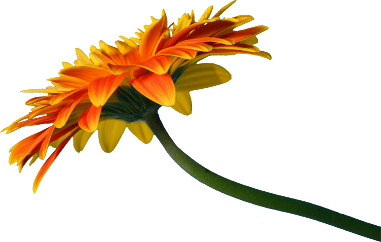 a flower that is yellow and orange in color