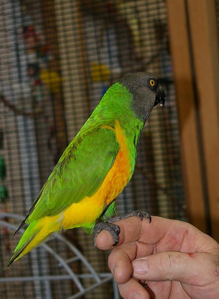 parrot with yellow, green and red feathers sitting on man's hand