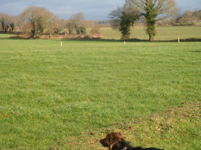 there is a dog standing in the middle of the field