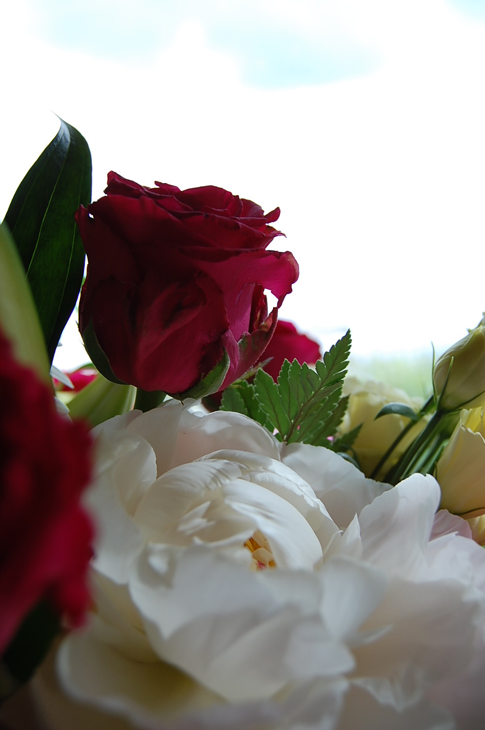 a variety of roses is shown close up