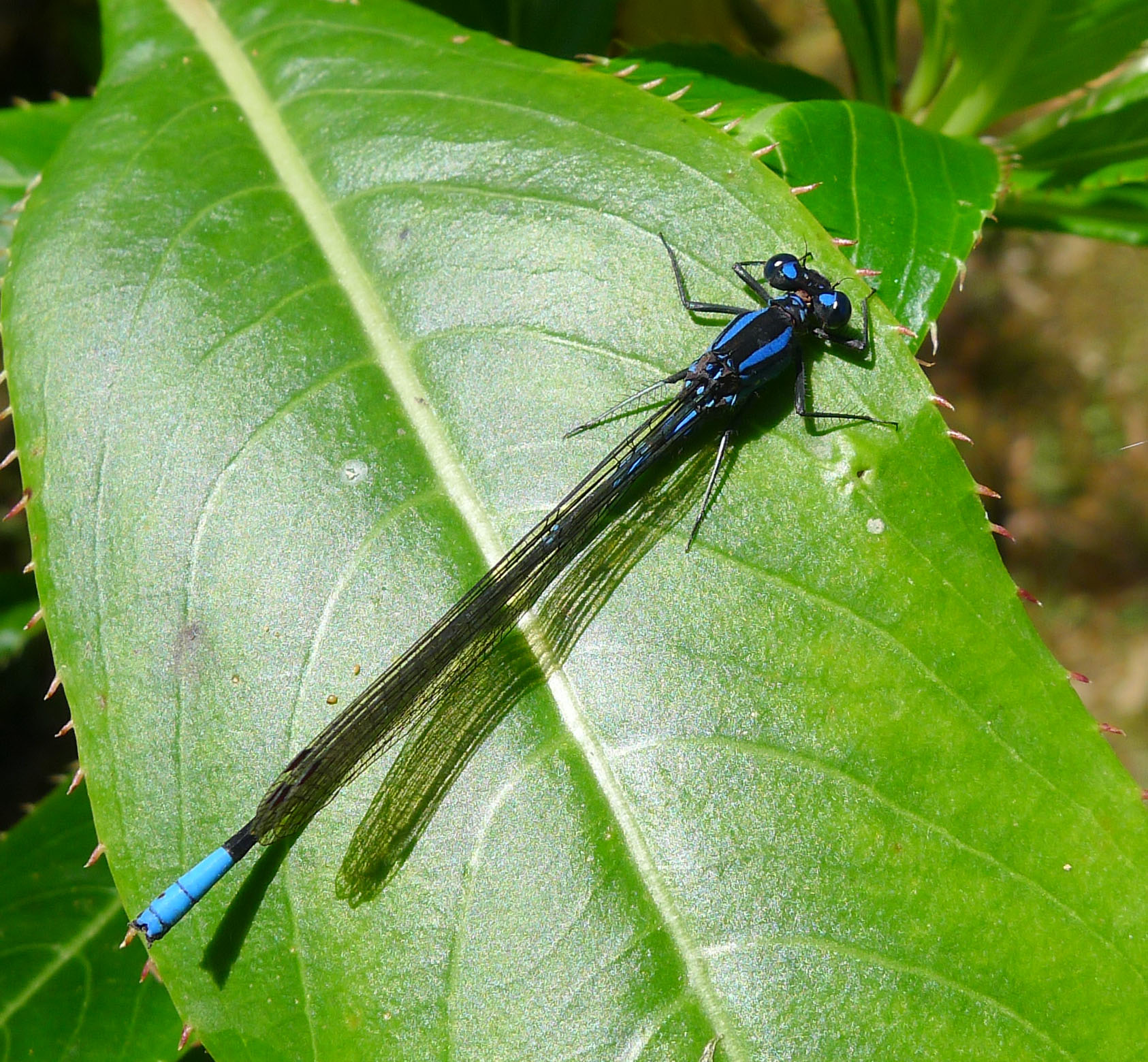 an insect is perched on top of the leaves