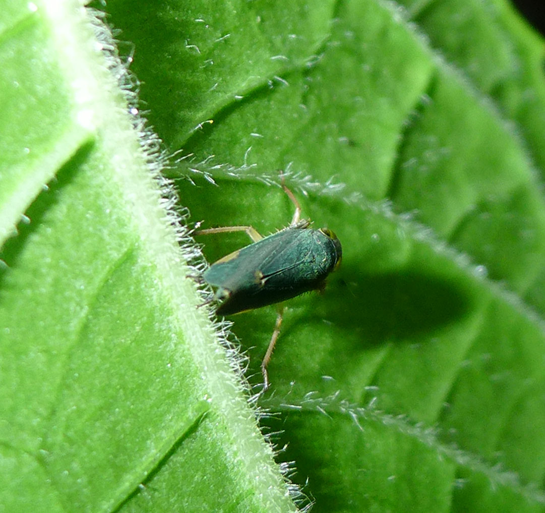 an insect sitting on top of a green leaf