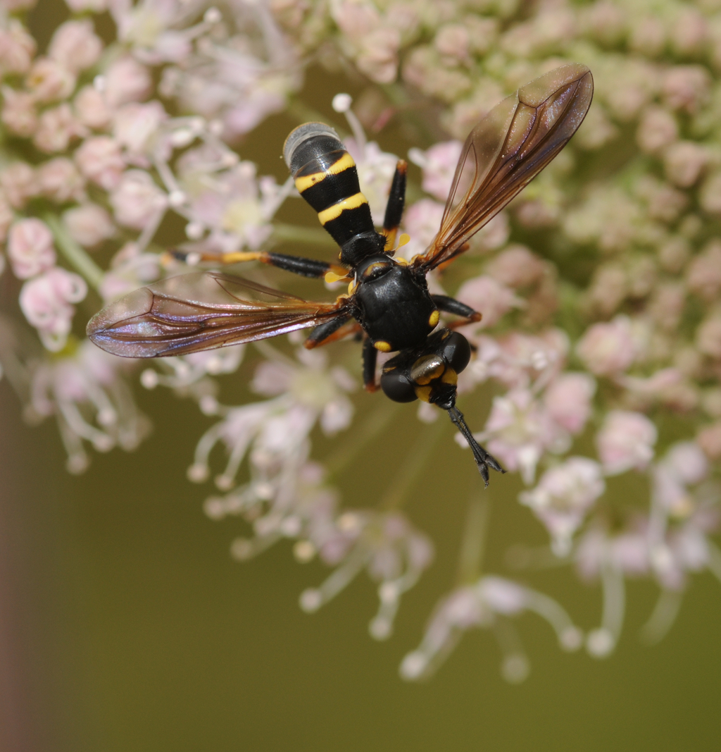 a close up s of two yellow and black bee in the middle of a flower