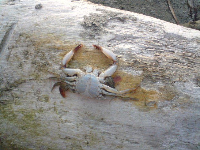 a crab sitting on top of a tree trunk