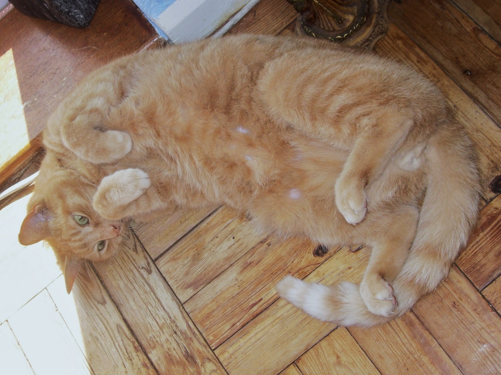 a large cat laying on the floor