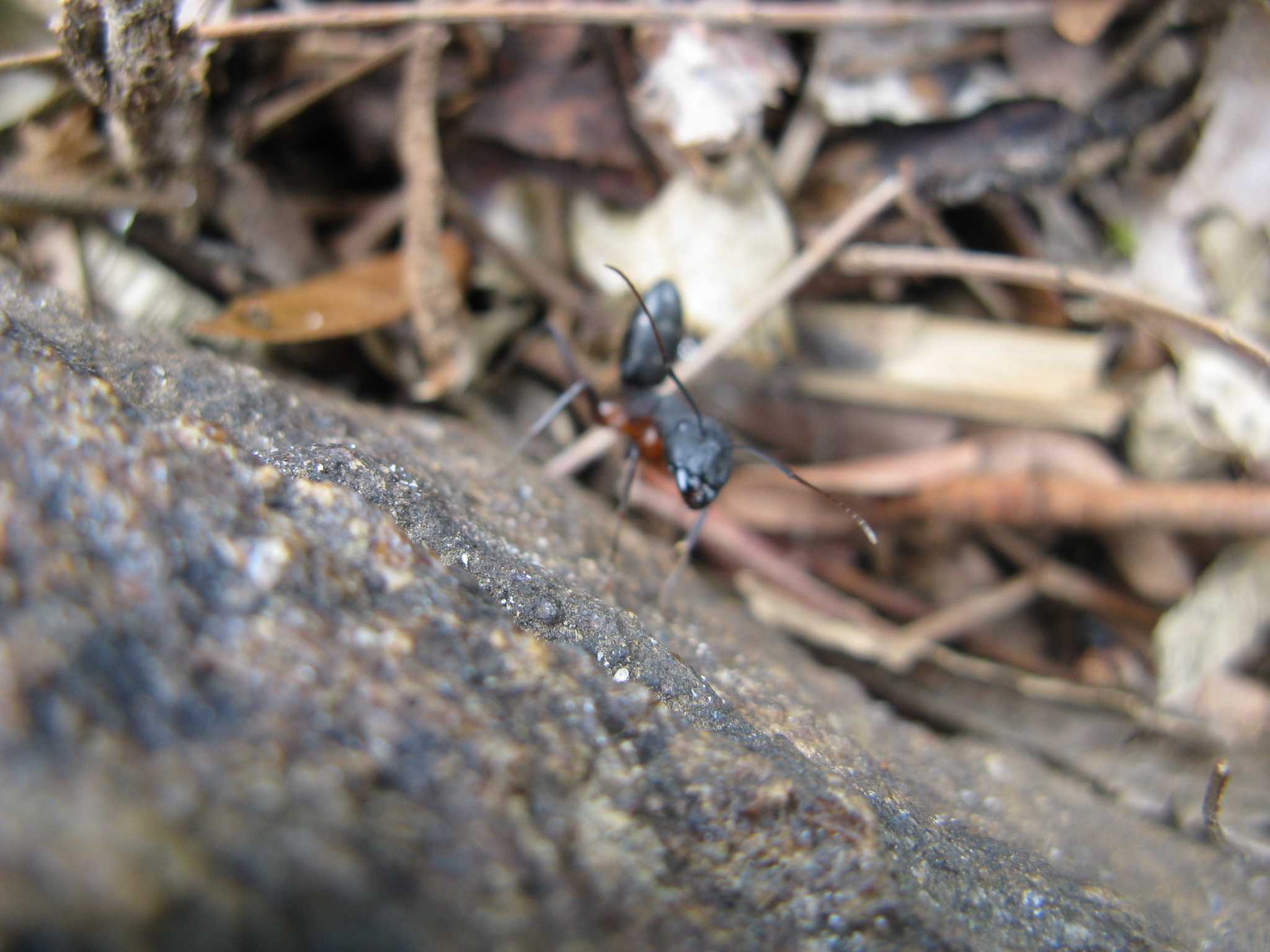 a black ant on the ground next to leaves and dried grass