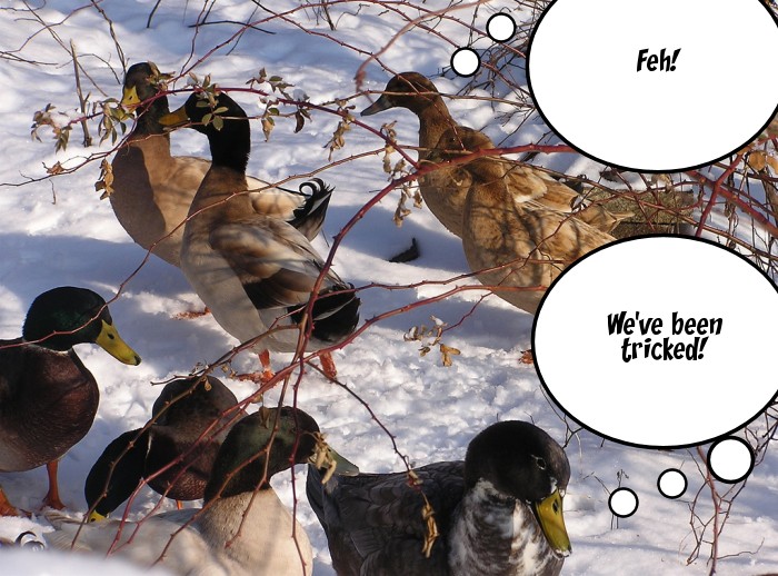 ducks are in the snow with bubbles for the caption