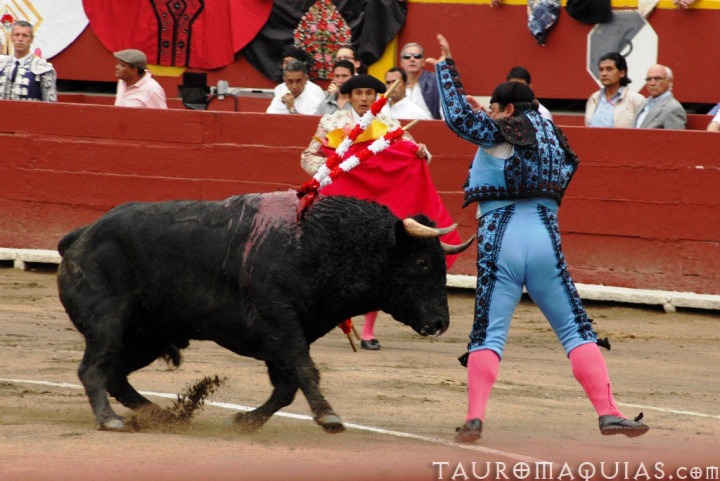 a bull is being thrown into the air by two people