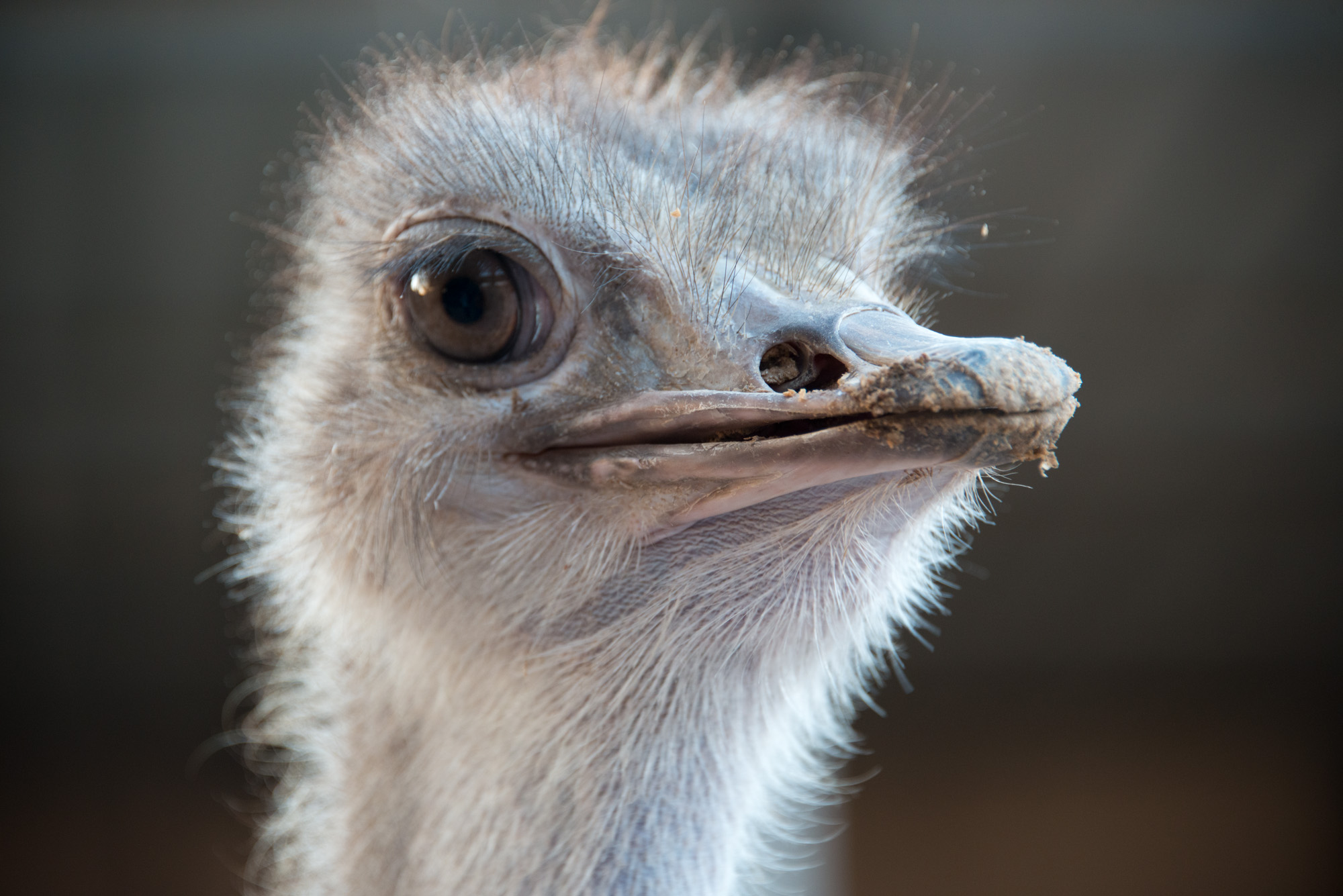 an ostrich looks intently at the camera lens