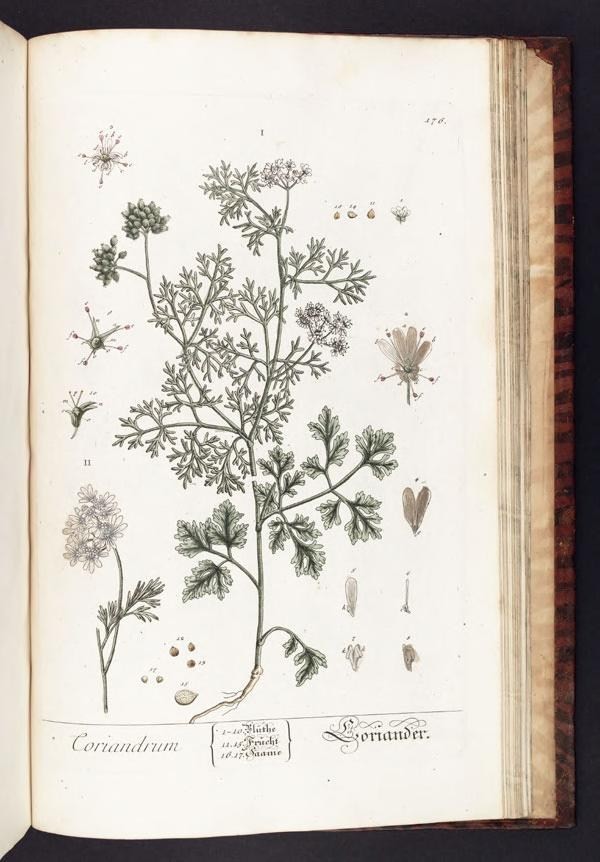 the botanical plant section from an old book