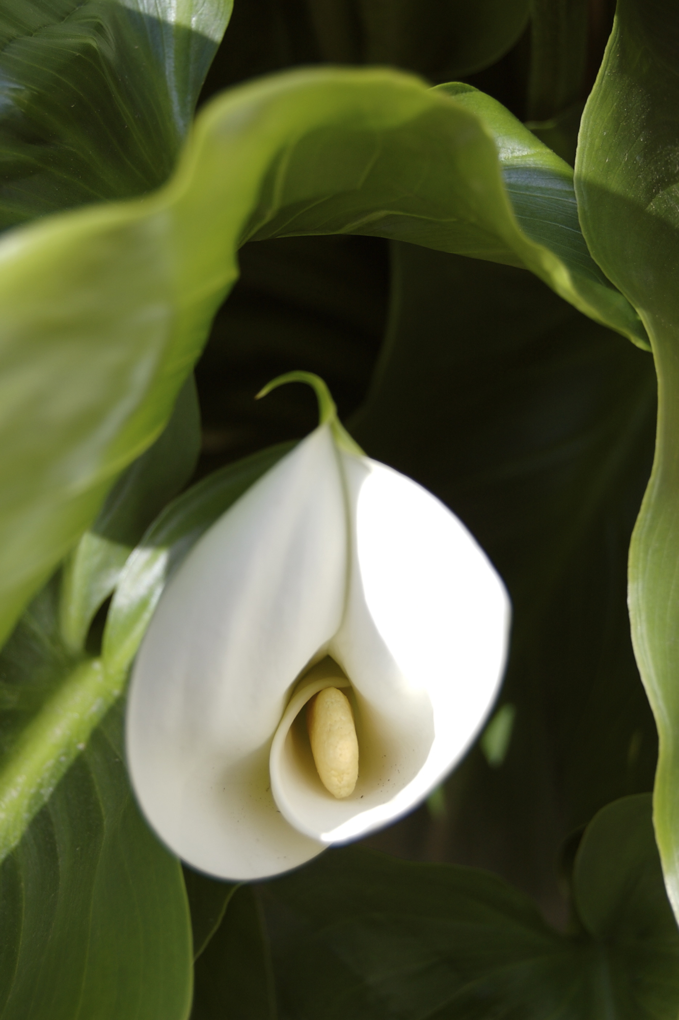 close up of a white flower with green leaves