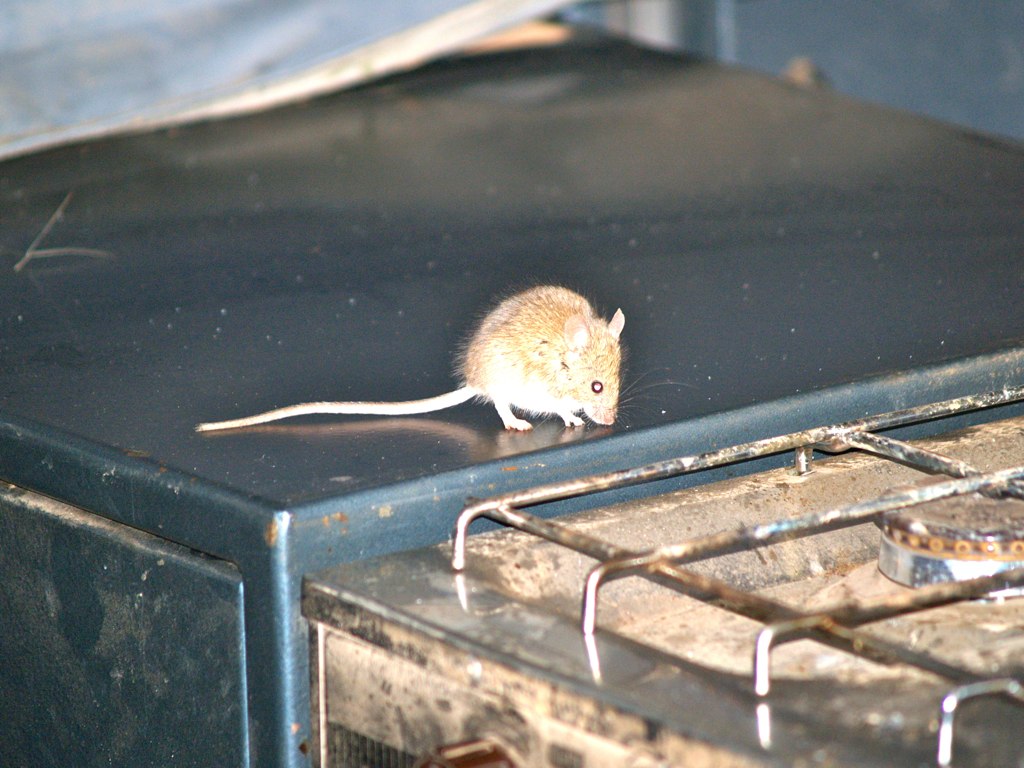 a mouse stands on the inside of an oven door