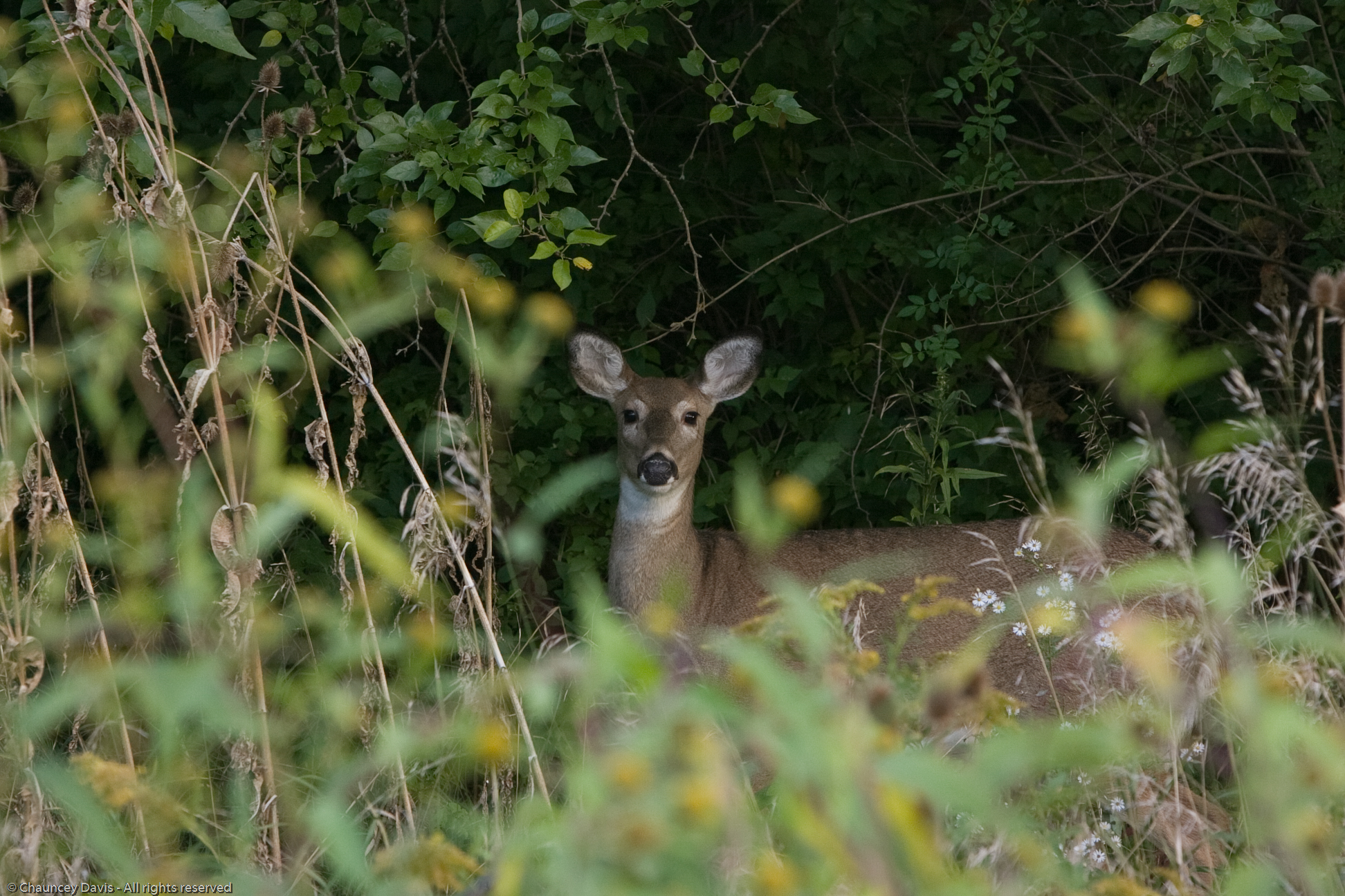 a deer in the middle of some bushes and trees