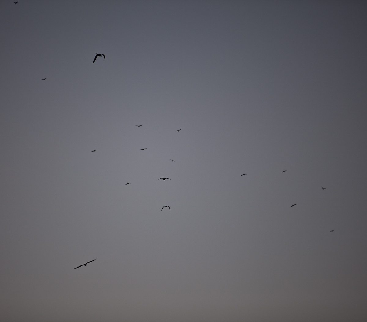 flock of birds flying high above the ground