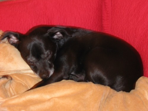 a black dog curled up and sleeping on a couch