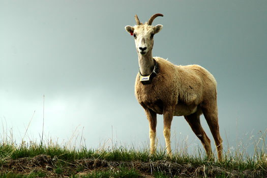 a big horned sheep with horns stands on a grassy hill