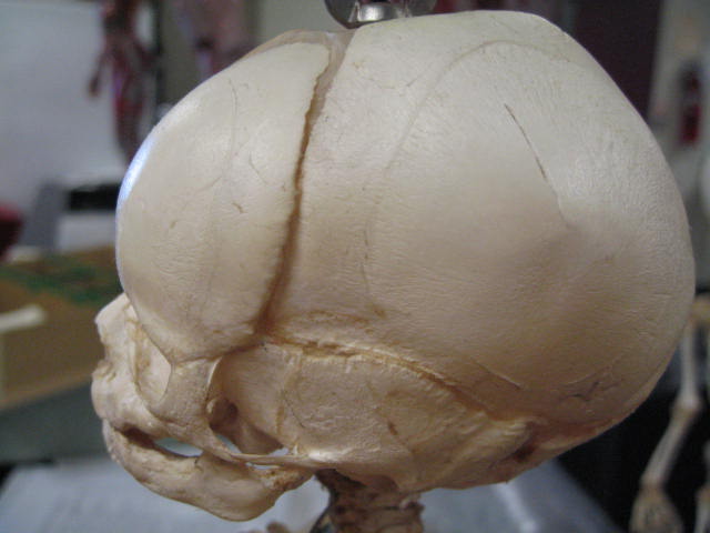 a human head is shown with a scissor