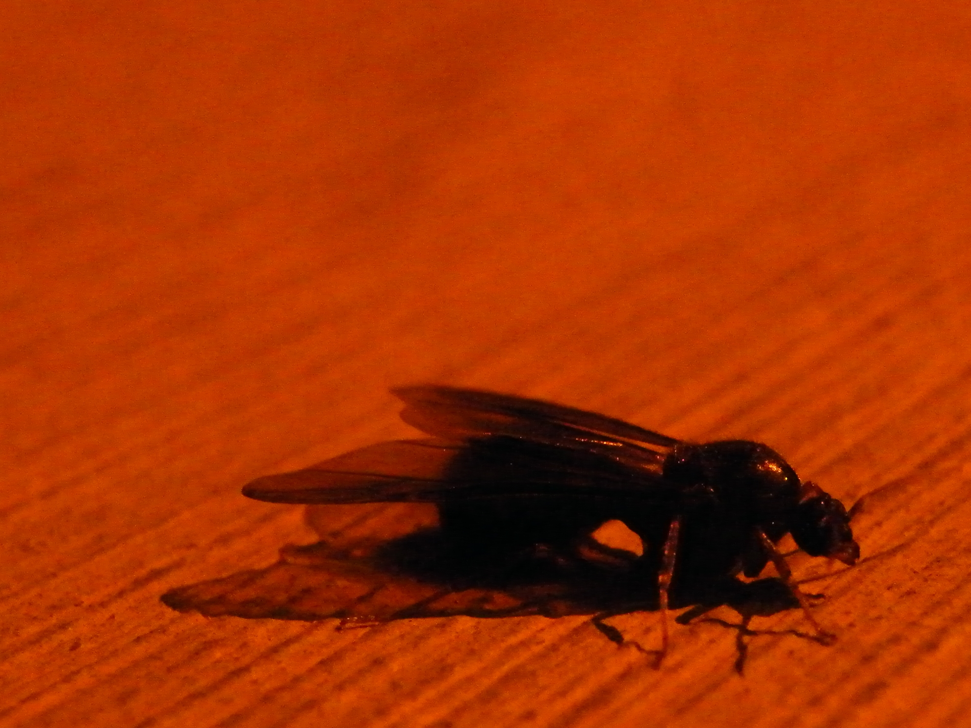 two flies sitting on top of a wooden surface