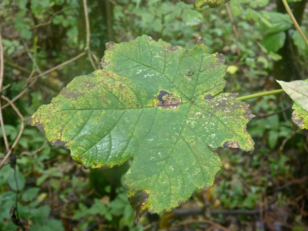 leaves showing signs of blemching on green leaves