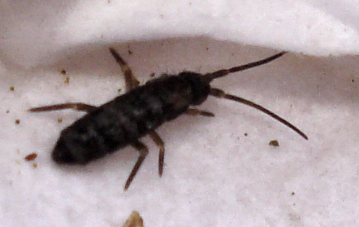 a black bugs insect sitting on top of a piece of paper