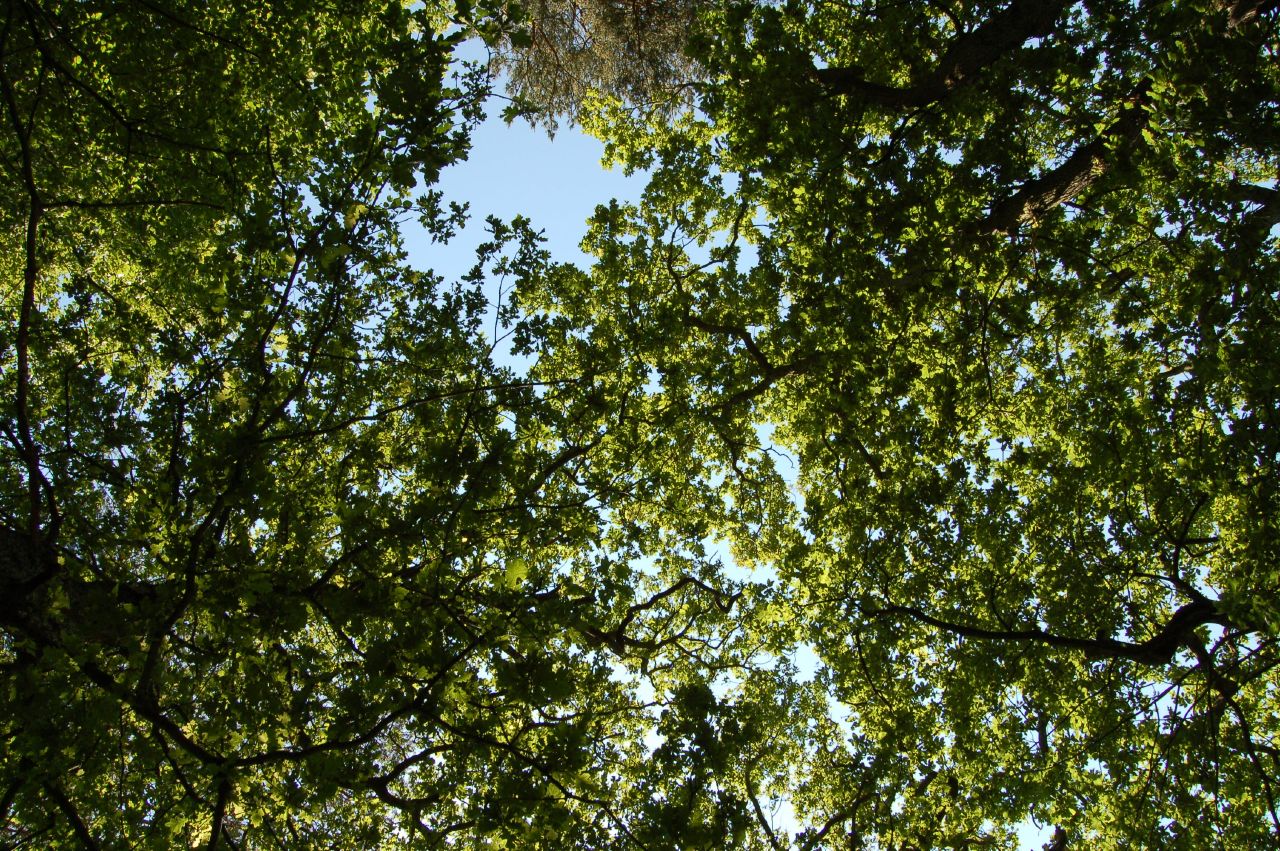 view looking up into green leaves from the top of a tree
