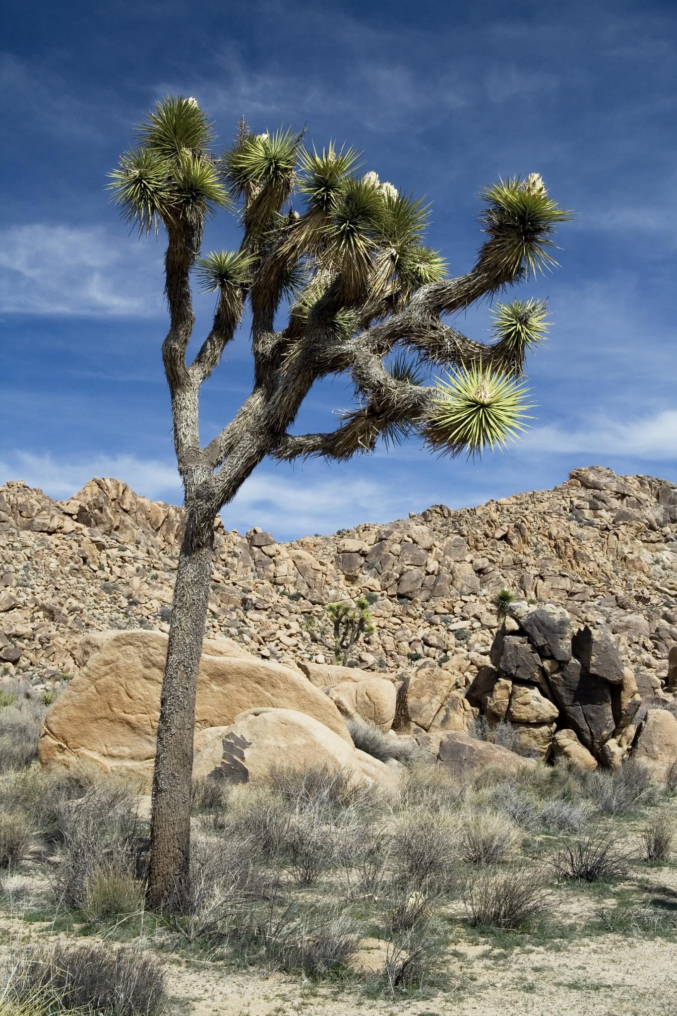 a lone joshua tree sits in front of some rocks