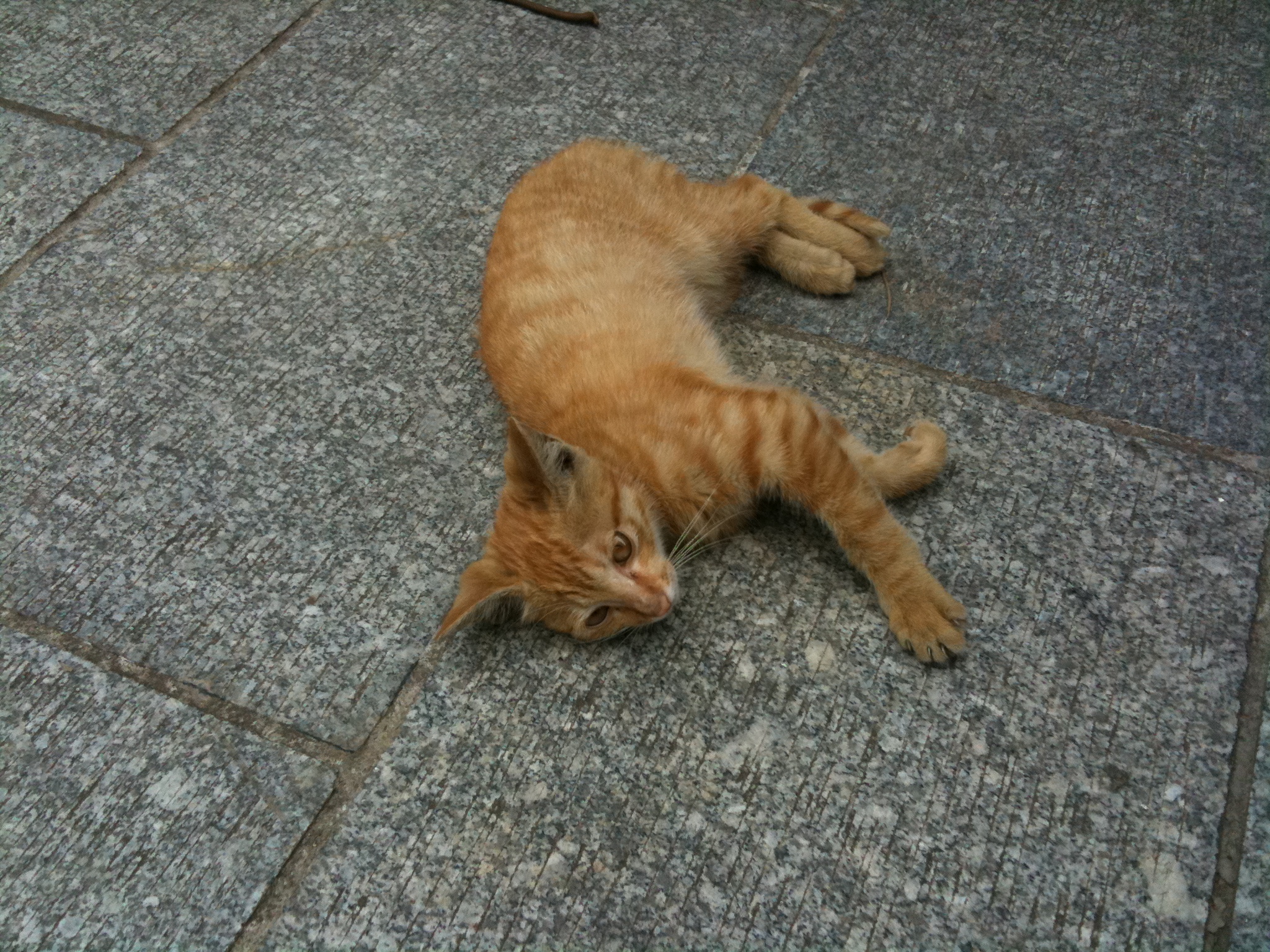 a small cat that is laying on its back