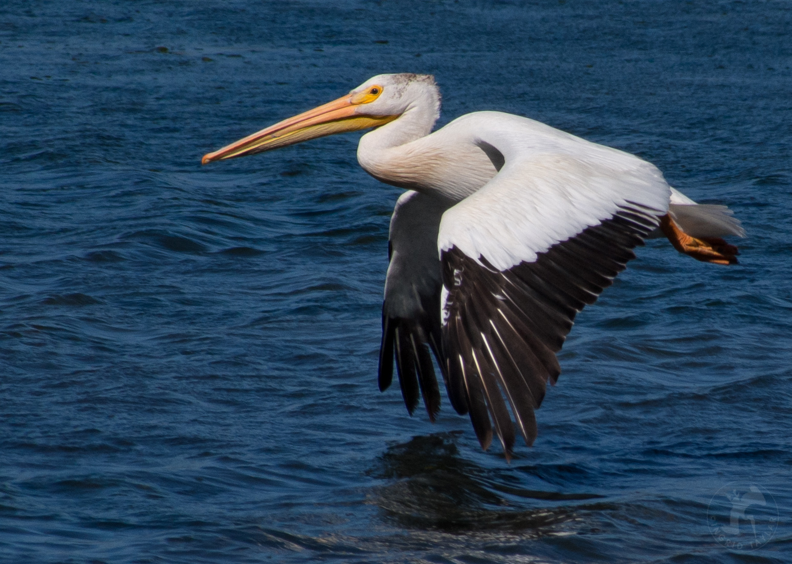 a bird flying over a body of water with it's wings outstretched