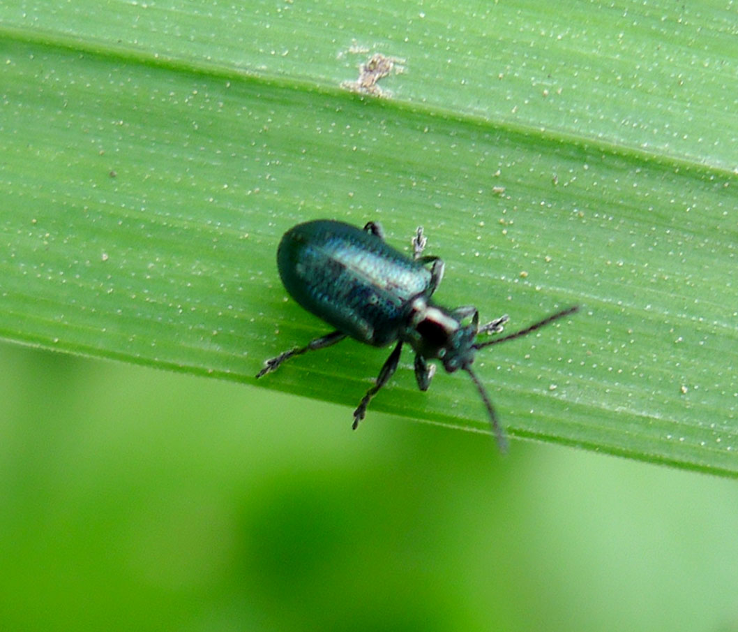 a bug walking on a green leaf in the middle of the day