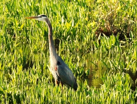 a bird that is walking in the grass