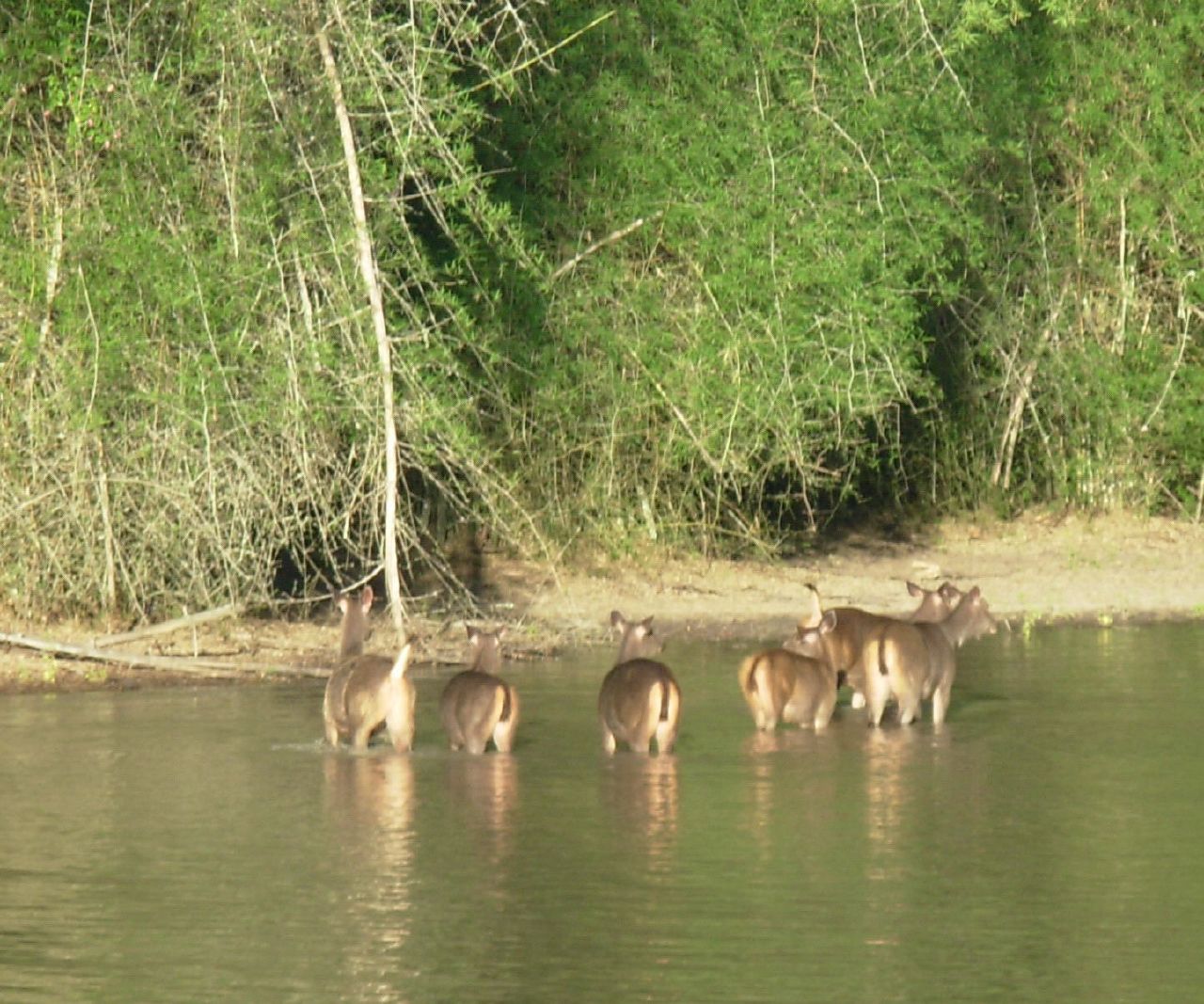 a herd of deer walking in shallow water