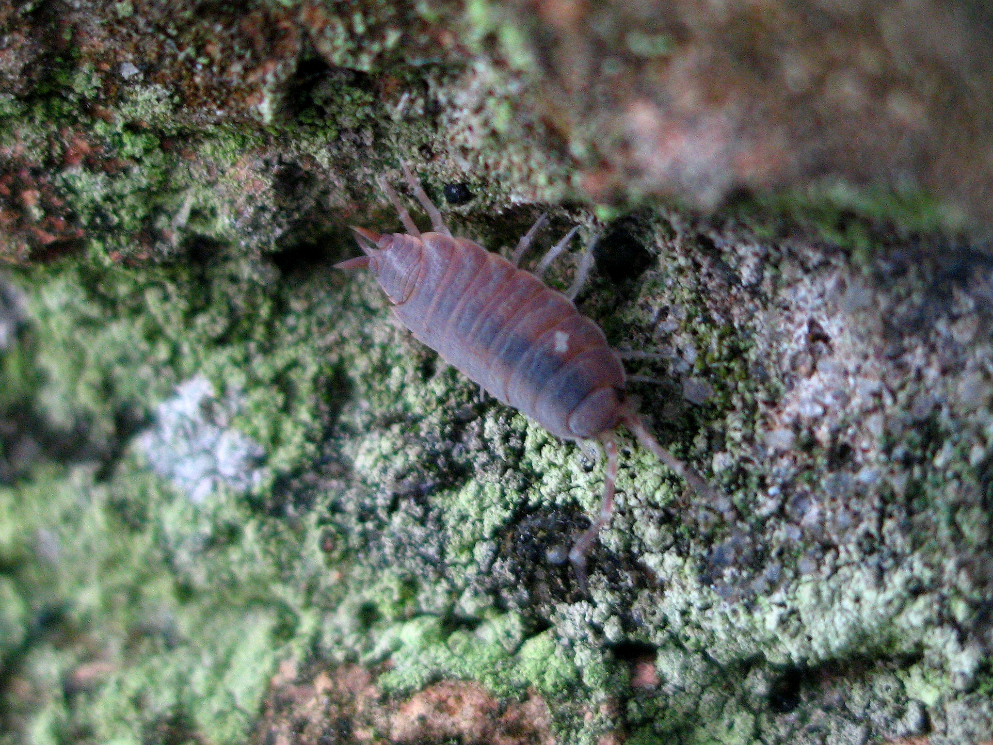 a brown insect sitting on a green moss covered wall