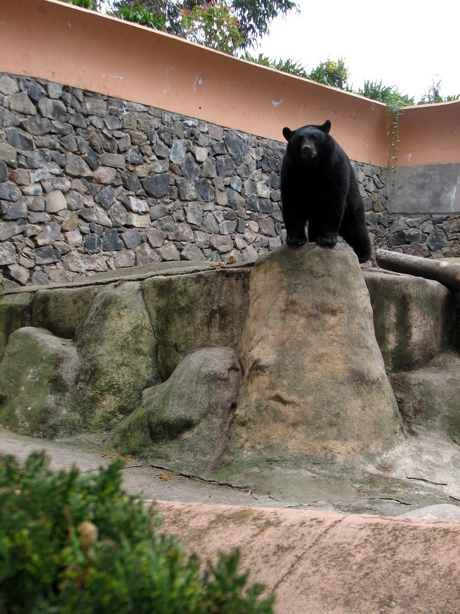 there is a black bear that is on top of a rock