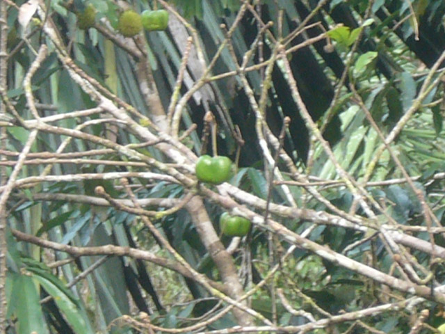a tree with fruit in a green forest
