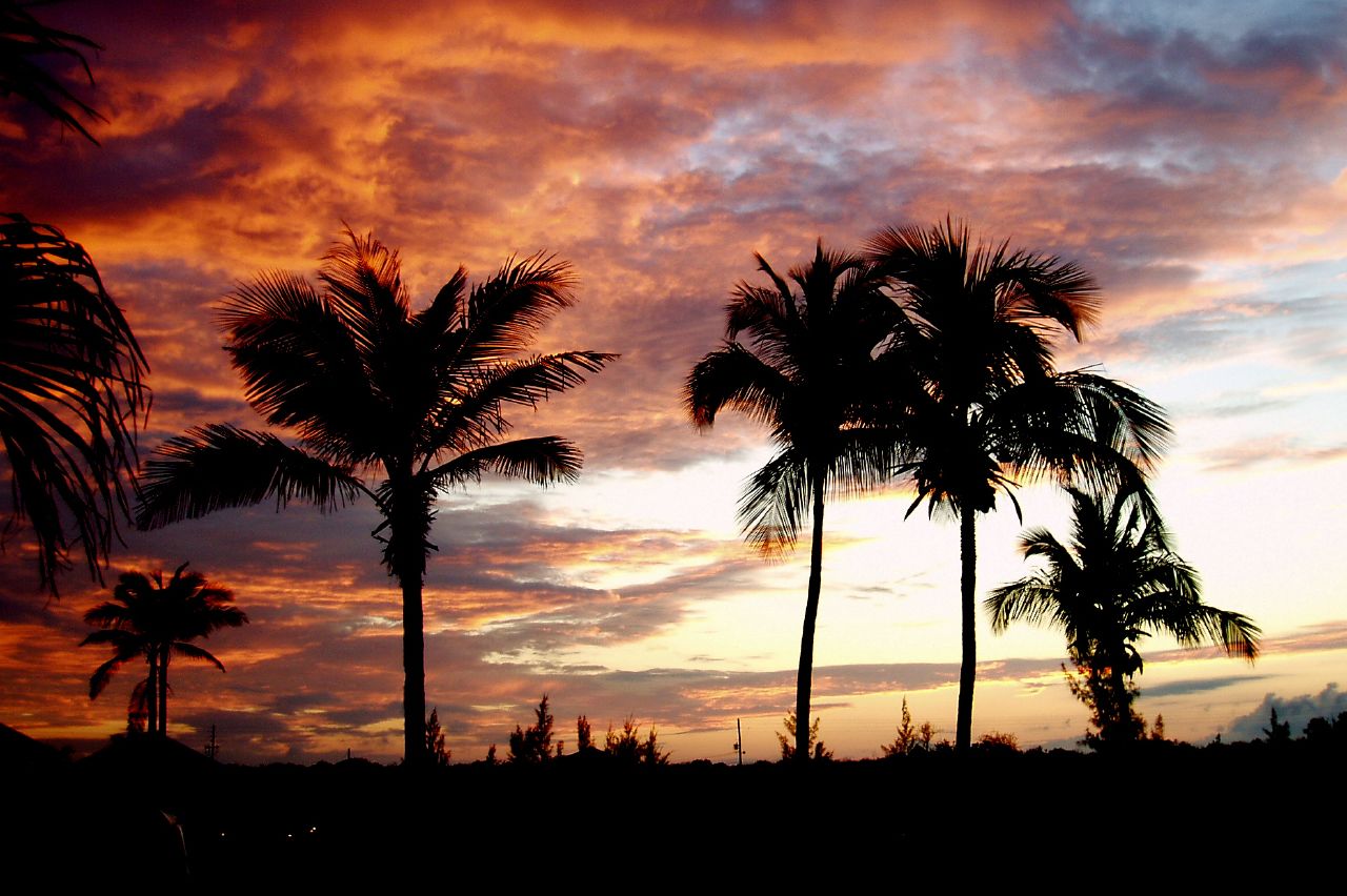 the sun rises over three palm trees in a purple sky