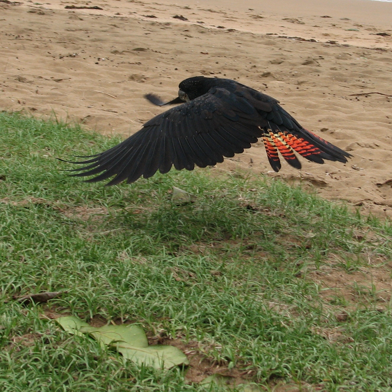 an owl that is flying in the air over some grass