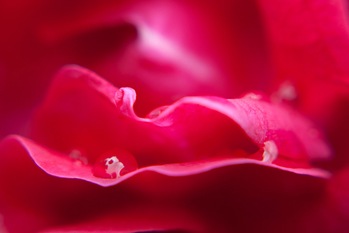 a close up view of the inside of a flower