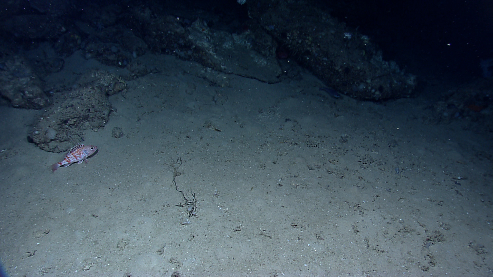 some very cute looking animals on a very dark ocean floor