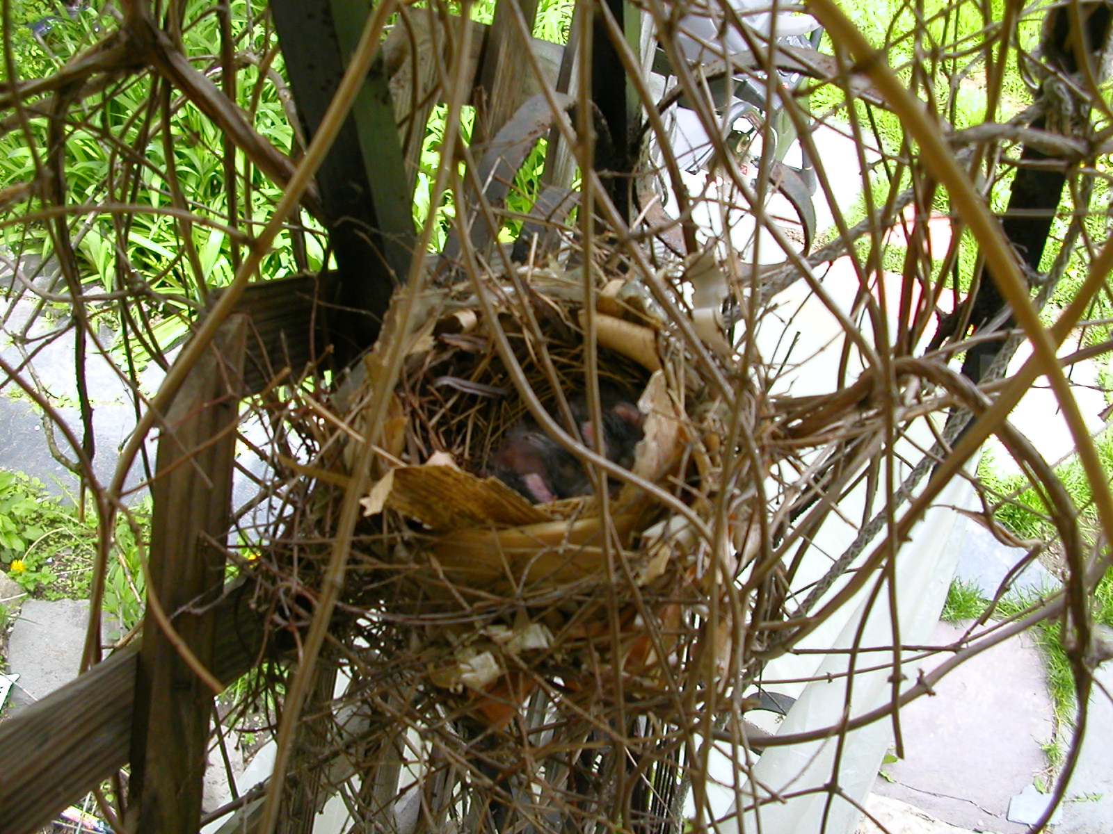 a bird's nest with several birds on it