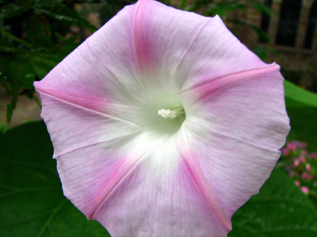 close up of a pink and white flower with green leaves