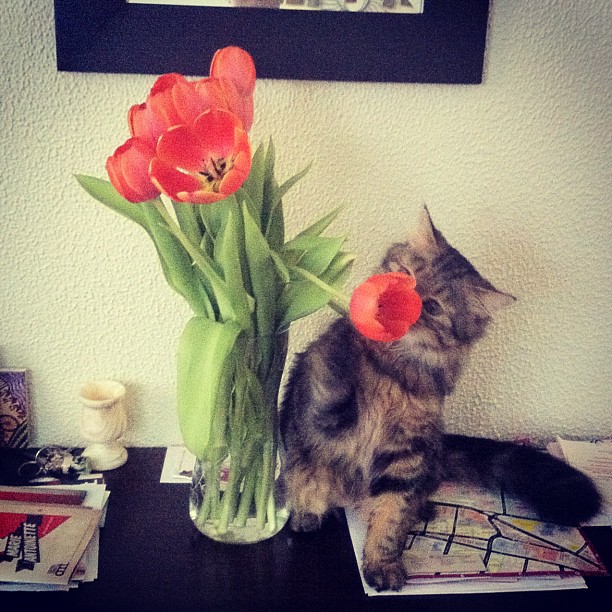 there is a cat sitting near a vase of flowers