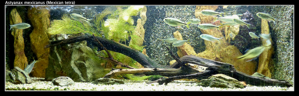a picture of fish and algae inside of an aquarium