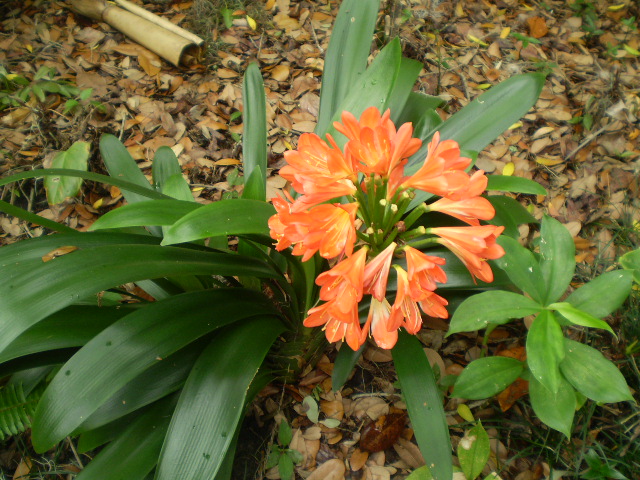 a bright orange flower standing out among leaves