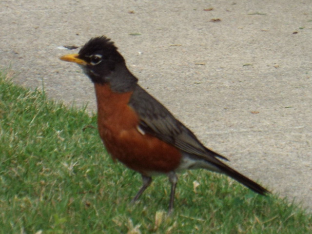 an image of a bird standing on the sidewalk