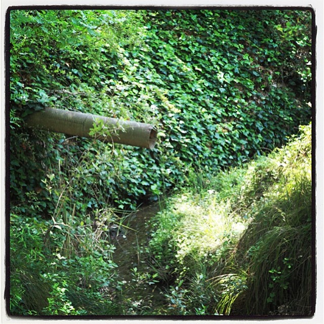 a water stream flowing under a lush green forest