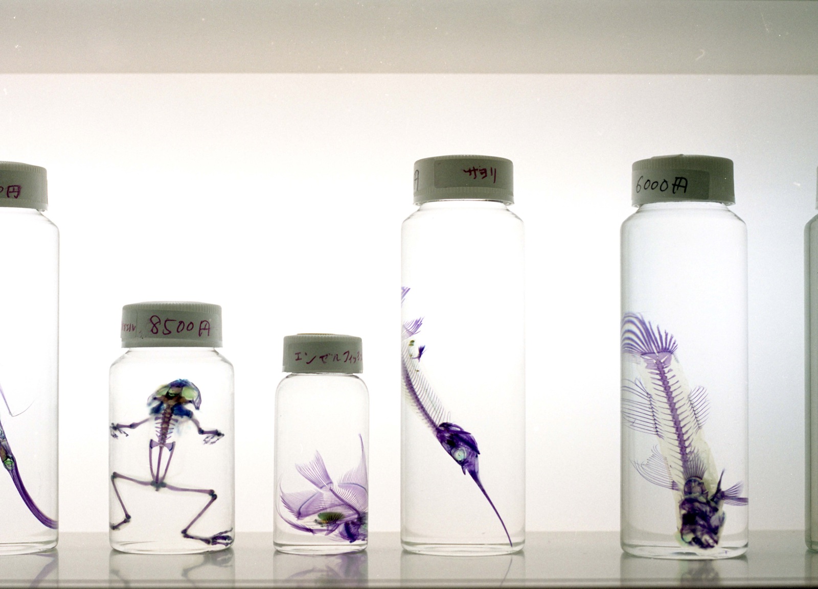 a row of clear and plastic water bottles with purple pictures