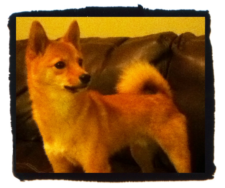 two small dogs in front of a leather sofa