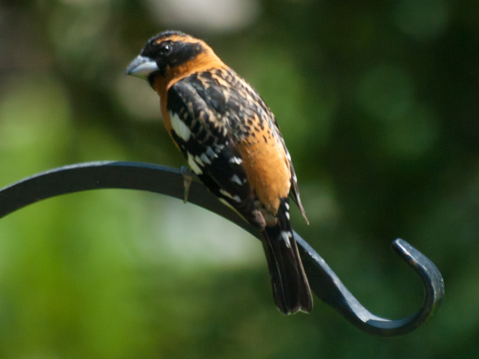 a bird with a stripe on his body and wings