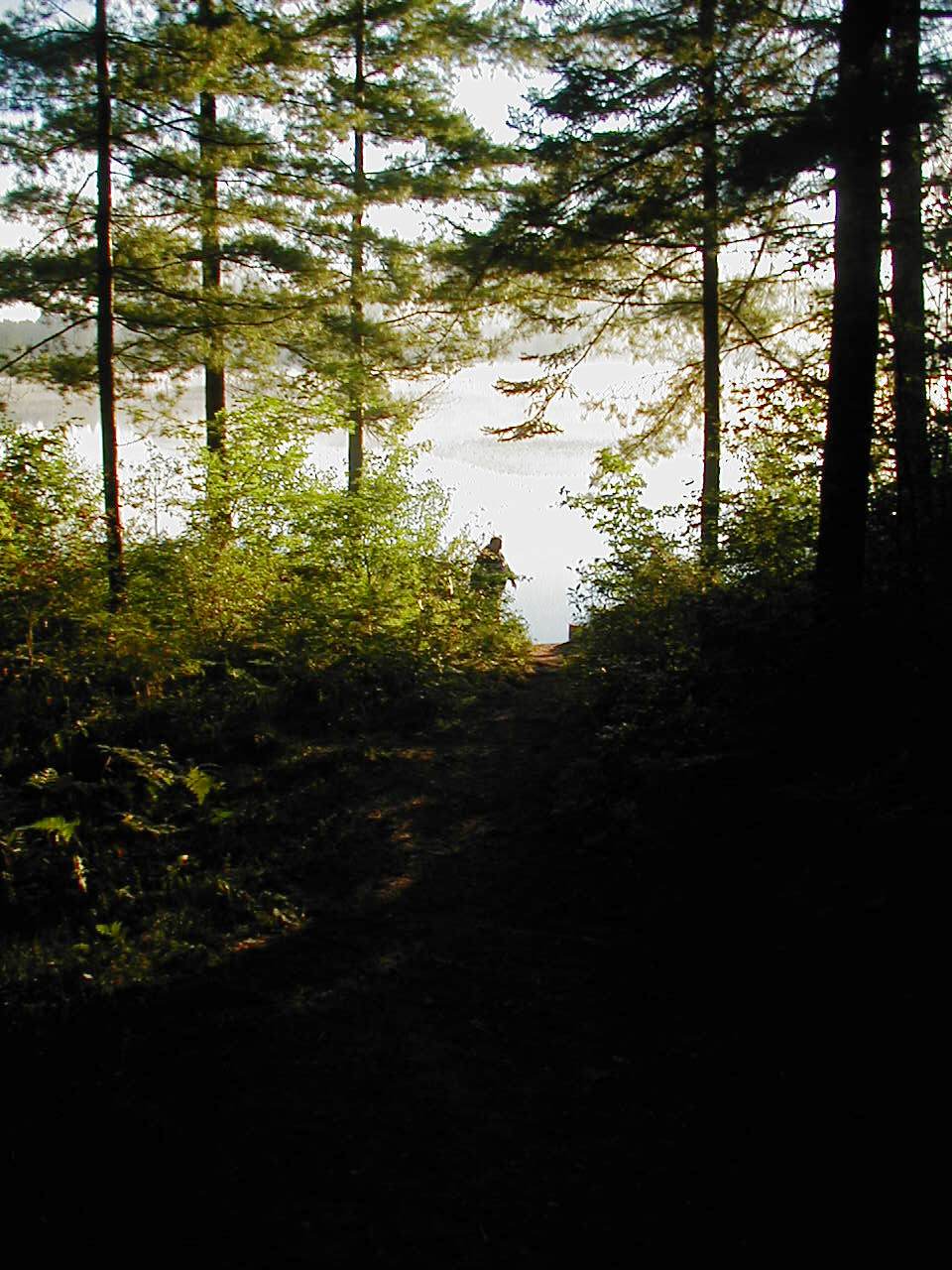 the view of the lake through the trees