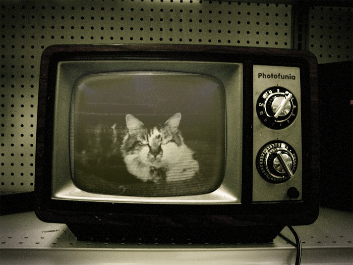a cat is on the old tv while sitting